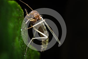 Sand Fly Gnat photo