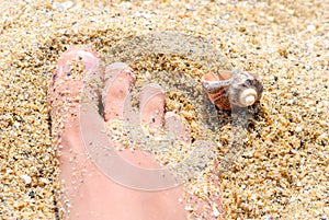 Sand foot shell