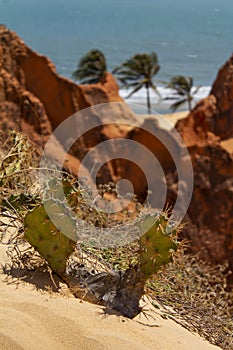Sand formations with cactus growing