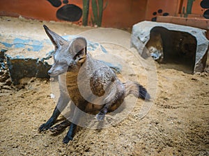 Sand fox on sand floor in Zoo bangkok thailand,RÃ¼ppell`s fox