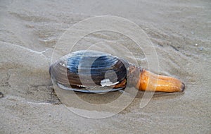 Sand gaper stranded on beach