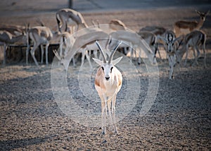 Sand Gazelle