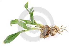 Sand Ginger or Kaempferia galanga rhizome and trees isolated on  white background photo