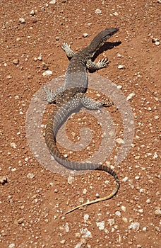 Sand goanna