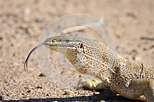 Sand goanna