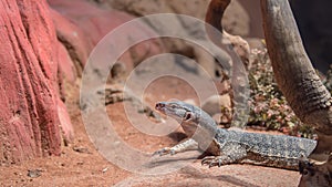 Sand Goanna, Featherdale Wildlife Park, NSW, Australia