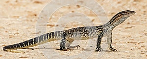 Sand Goanna Lizard in Victoria, Australia