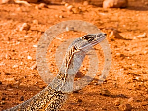 Sand Goanna in New South Wales Australia