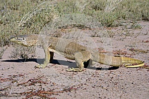 Sand goanna photo