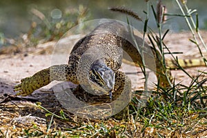 Sand Goanna in Queensland Australia