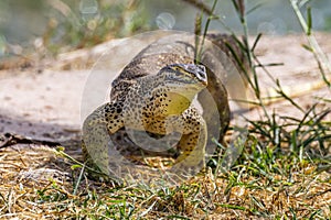 Sand Goanna in Queensland Australia