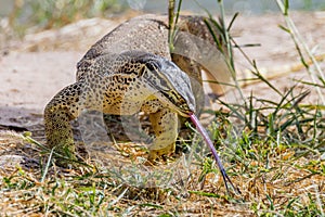 Sand Goanna in Queensland Australia