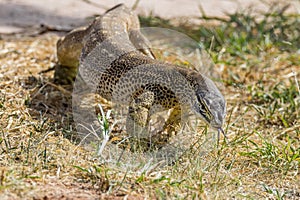 Sand Goanna in Queensland Australia