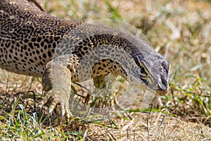 Sand Goanna in Queensland Australia