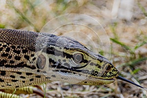 Sand Goanna in Queensland Australia