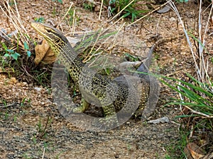 Sand Goanna in Queensland Australia