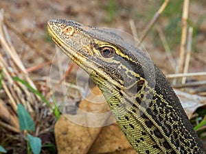 Sand Goanna in Queensland Australia