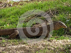 Sand Goanna in Queensland Australia