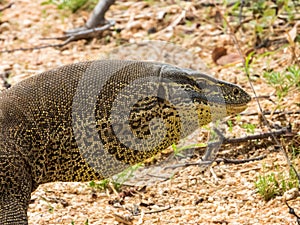 Sand Goanna in Queensland Australia