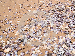 Sand ground floor and seashell