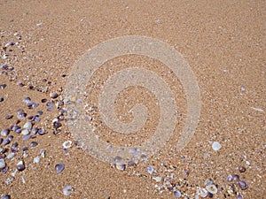 Sand ground floor and seashell