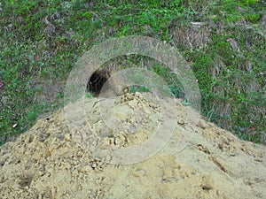 Sand heap at burrow of European rabbit