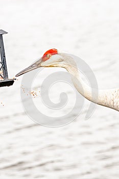 Sand Hill crane, attacking a bird feeder, to knockout seeds, to eat