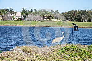 Sand Hill crane and a black bird, eyeing an empty bird feeder