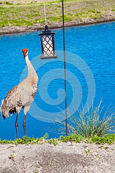 Sand Hill crane, eyeing up seeds, in bird feeder