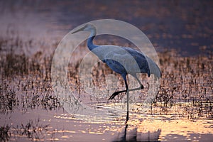 sand hill crane (Grus canadensis) at Bosque del Apache National Wildlife Refuge,New Mexico,USA photo