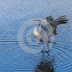 Sand Hill Crane Lifting Her Wings in a Florida Pond