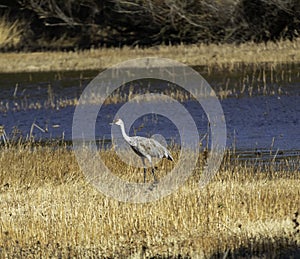 A sand hill crane out in Los Banos Animal preserve photo