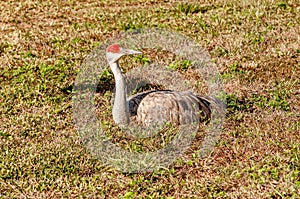 Sand Hill crane settling into new nest photo