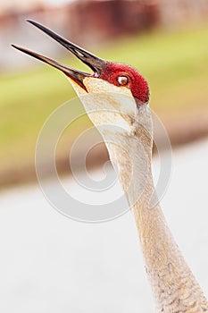 Sand Hill crane, squawking at people coming into his space
