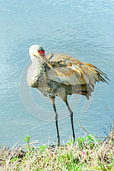 Sand Hill crane, starting to preen back feathers