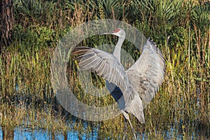 Sand Hill Crane Stretching Her Wings