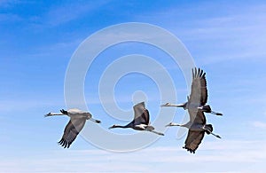 Sand hill Cranes