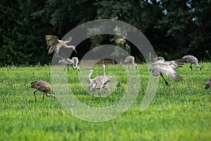 Sand Hill Cranes In A Field
