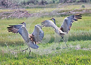 Sand Hill Cranes Landing