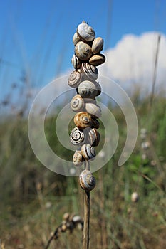 Sand hill snails gathered on the stem