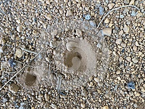 Sand Hole Traps designed by Antlion Larvae. MYRMELON SP,