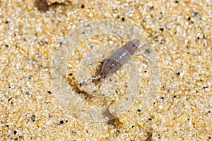 Sand hopper, Talitrus saltator