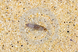 Sand hopper, Talitrus saltator