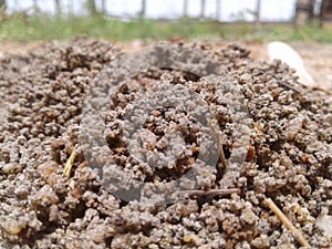 Sand invertibrate in forest