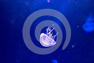 Sand jellyfish Rhopilema asamushi on blue background