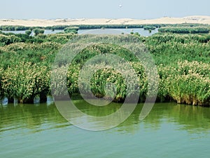 Sand lake, China yinchuan scenery