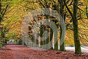 Sand lane with trees in autumn