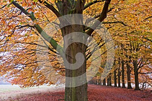 Sand lane with trees in autumn