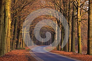 Sand lane with trees in autumn