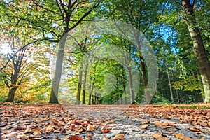 Sand lane with trees lit by sun in autumn